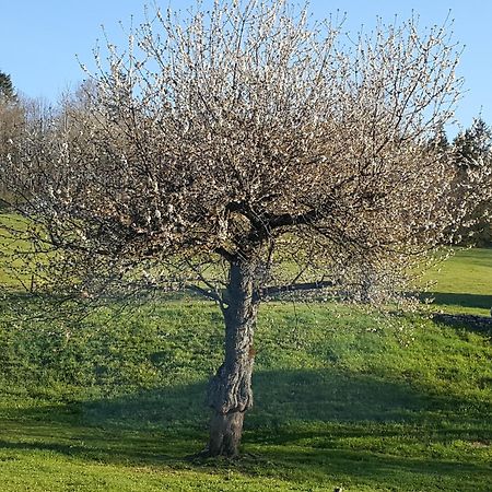 Gite Bard Des Ours Saint-Martin-en-Vercors Екстер'єр фото